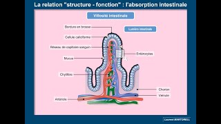 Labsorption intestinale  un exemple de la relation entre la structure et la fonction [upl. by Nerag107]