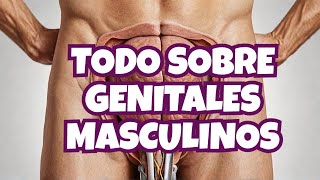 La guía DEFINITIVA para el SISTEMA REPRODUCTOR masculino interna [upl. by Atonsah]