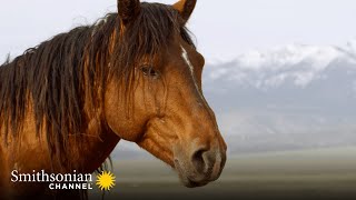 A Male Stallion Fights to Keep His Harem for Himself 🐴 America’s Wild Seasons  Smithsonian Channel [upl. by Gosselin]