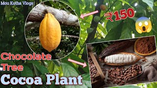 Cocoa Plant buy only ₹150😱😱 Yellow Colour Cocoa Tree cocoatree cocoa vlogs fruitplant [upl. by Damas]