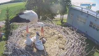 Bocian wyrzuca młodego bociana z gniazda  zambrow bocian livecam gniazdo [upl. by Caffrey]