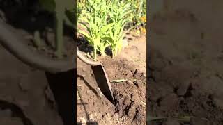 Putting garden waste into soil for composting [upl. by Ytissahc483]