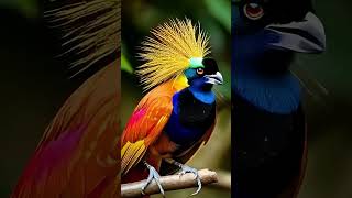 Meet the Most Unique Birds on Earth 🌟 Natures Stunning Creations [upl. by Ahsenek]