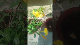 Allamanda flower 🌼beautiful permanent flowersflowers gardening plants wow nature [upl. by Aidile462]