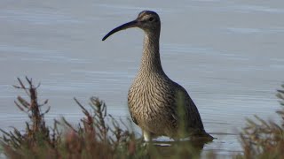 Whimbrel  Quinta Do Lago Nature Reserve Algarve Portugal birdingnorthdevon [upl. by Reynolds891]