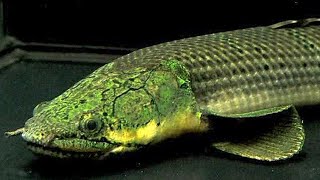 Bichir Fish Care Guides  GrowthTank MatesTypes And Food [upl. by Just49]