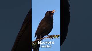 UK Garden Bird Identification Guide Part 1  Bird Names and Songs [upl. by Faden]