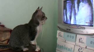 My Cat Watching SpongeBob [upl. by Carpio]