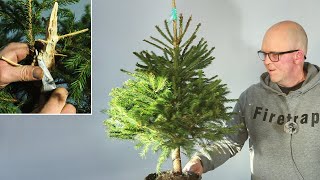 Making a Norway Spruce Bonsai from nursery stock [upl. by Gaul327]