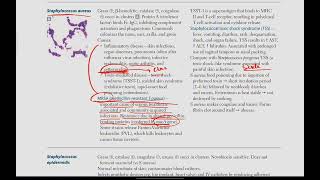 Staphlococci  Microbiology  8  First Aid USMLE in UrduHindi [upl. by Valenba]