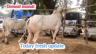 Today domail mandi 8112024 latest update ll taxila mandi ll part 1 ll Jamil tv ll [upl. by Tami]