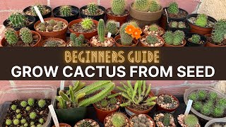 How to Grow Cactus from Seed A beginners guide  cactuscare cactus [upl. by Silvano295]