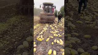 Cantaloupes crushing process into feed [upl. by Henrion]