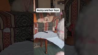 Nessys toys ccto shortvideo fypspotted trendingshorts fypシ viral youtubeshort [upl. by Ylime]