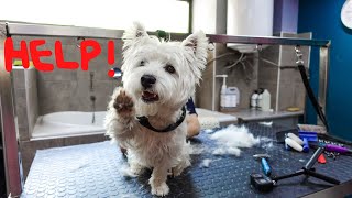 Westie Grooming Routine Explained  Hand Stripping  Cuteness [upl. by Rosemarie]