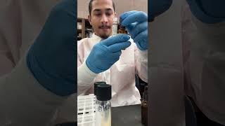 Pseudomonas nitrate test  microorganisms bacteria [upl. by Arlinda939]