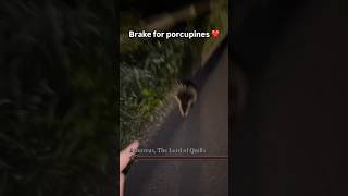 Funny animal videos I found on Instagram and Tiktok shorts funnyanimals cat funnypets funny [upl. by Aneeh]