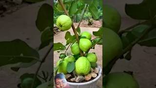 gardening garden harvest diy airlayering propagationguavatree ashishyadavmaghisong fruit [upl. by Gosselin824]