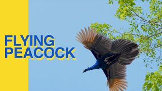 Peacock Flying Amazing Video [upl. by Yahsram75]