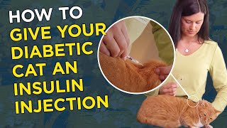 How to Give Your Diabetic Cat an Insulin Injection [upl. by Eirallam987]