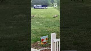 Rams get into a street fight in Reidsville NC [upl. by Melina]