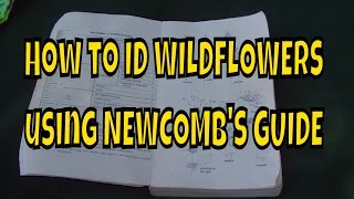 How to ID Wildflowers using Newcombs Guide [upl. by Sucramd352]