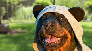 Funny Rottweiler Compilation [upl. by Smitty]