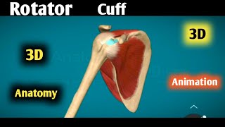 rotator cuff anatomy 3d  rotator cuff muscles  rotator cuff muscles actions animation [upl. by Nortal]