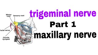 جراحة الفم trigeminal nerve  محاظرات بغداد [upl. by Aneekas]