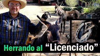 Tambien a los Burritos los Herramos  Herrando a un Burro en el Ranchito de los Rios [upl. by Ronny]