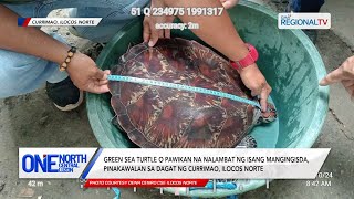 One North Central Luzon Pawikan na nalambat ng isang mangingisda pinakawalan sa dagat ng Currimao [upl. by Mahda]