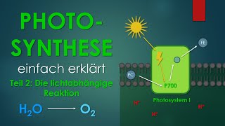 2 Die lichtabhängige Reaktion  PHOTOSYNTHESE einfach erklärt [upl. by Kcirdorb870]