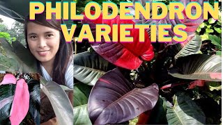 Philodendron Varieties with Names [upl. by Grussing]