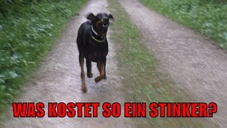 Was kostet ein Dobermann Welpe [upl. by Enitsugua561]