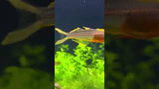 Blue Eyed Forktail Rainbowfish  Pseudomugil furcatus  aquarium fish blueeyes shorts [upl. by Narok]