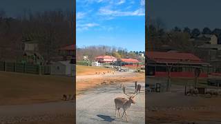 Driving through VA Safari Park  streetview819  streetview  wildlife  animals  selfdriving [upl. by Keeryt]