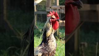 This chicken has the longest crow in the world chicken farming denizlilongcrower [upl. by Aicened]