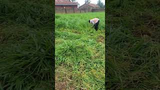 harvesting our brachiaria grass livestock farm sheepfarming goat [upl. by Rupert]