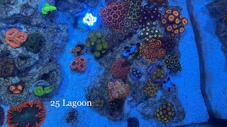 Tour of my Innovative marine 25 gallon lagoon nano reef tank aquarium [upl. by Akenat]