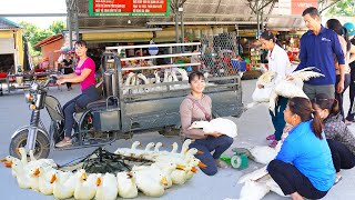 Use 3wheeled Vehicle Harvesting A Flock Of 40 Ducks Goes To Market Sell Buy Ducklings To Raise [upl. by Einot979]