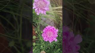 Scabiosa columbaria plantasdecasa jardinería exteriores plantas [upl. by Parent302]