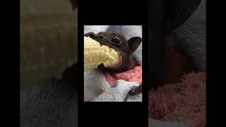 Bat eating banana funny asmr bat memes [upl. by Ellerrehc]