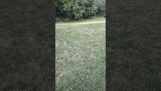 Playing Fetch French Bulldog Black Mask Fawn American Kennel Club Frenchie 365entkennel Clip 4 [upl. by Guenevere]