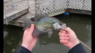 Fast Action Crappie in the Coralville Marina [upl. by Eluj]