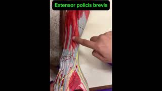 Extensor compartment of forearm muscles 💪 viralvideo anatomy clinicians medicalstudent youtube [upl. by Retrac]