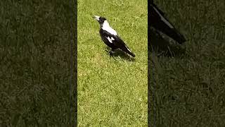 Male Magpie singing a song [upl. by Serle120]