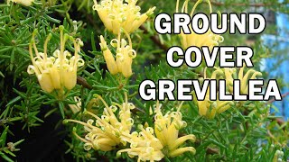 GOLD CLUSTER™ Grevillea a groundcover with gold flowers  Ozbreed Native Shrubs amp Groundcovers [upl. by Assenov513]