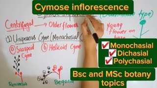 Cymose inflorescenceMorphology of flowering plantsBSc and MSc botany topic [upl. by Herriott]