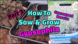 How to grow Gypsophila [upl. by Etnohc]