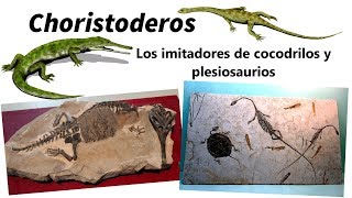 Choristoderos Los imitadores de cocodrilos y plesiosaurios [upl. by Eisset34]